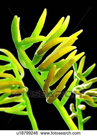 Fusarium fungus, computer illustration. View Large Photo Image Stock Photograph - Fusarium fungus, computer illustration.. Fotosearch