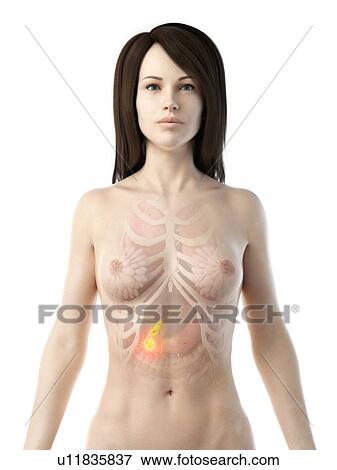 Stock Photo - Gallbladder cancer, conceptual illustration. Fotosearch