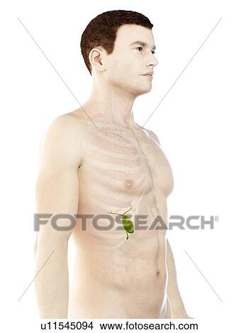 Picture - Gallbladder, computer illustration.. Fotosearch