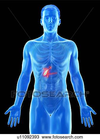 Gallbladder, computer illustration. View Large Photo Image Stock Image - Gallbladder, computer illustration.. Fotosearch