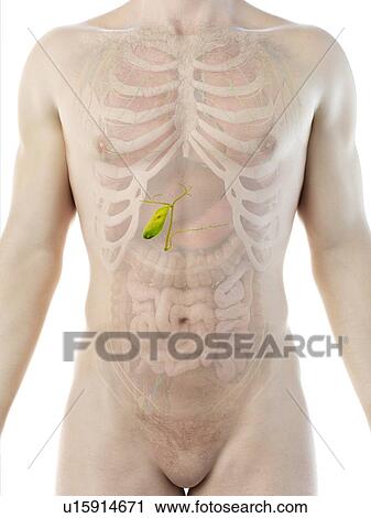 Stock Image - Gallbladder, computer illustration.. Fotosearch