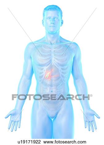 Stock Image - Gallbladder, computer illustration.. Fotosearch