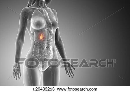 Stock Image - Gallbladder, computer illustration.. Fotosearch