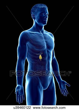 Gallbladder, computer illustration. View Large Photo Image Stock Image - Gallbladder, computer illustration.. Fotosearch