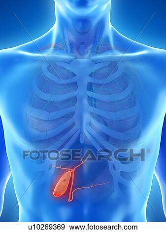 Gallbladder, computer illustration. View Large Photo Image Stock Photo - Gallbladder, computer illustration.. Fotosearch