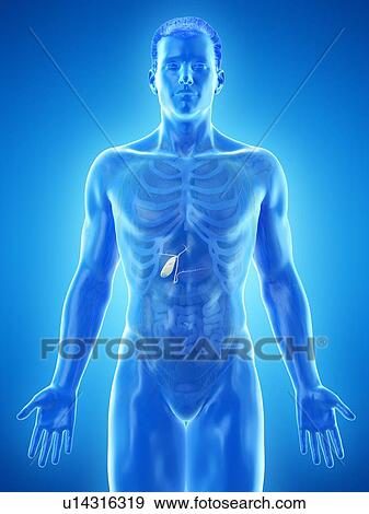 Stock Photo - Gallbladder, computer illustration.. Fotosearch