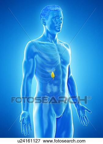 Gallbladder, computer illustration. View Large Photo Image Stock Photo - Gallbladder, computer illustration.. Fotosearch