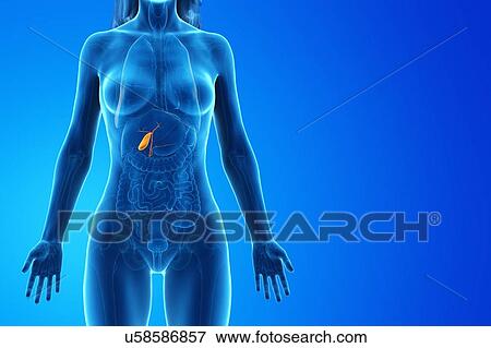 Stock Photo - Gallbladder, computer illustration.. Fotosearch