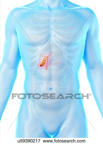 Gallbladder, computer illustration. View Large Photo Image Stock Photo - Gallbladder, computer illustration.. Fotosearch