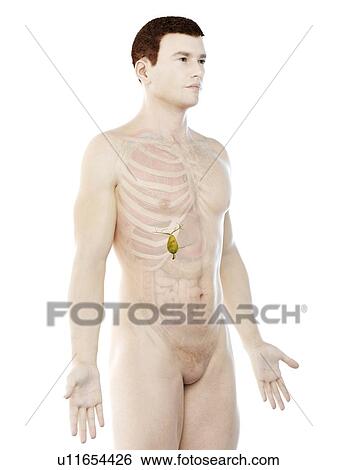 Gallbladder, computer illustration. View Large Photo Image Stock Photograph - Gallbladder, computer illustration.. Fotosearch