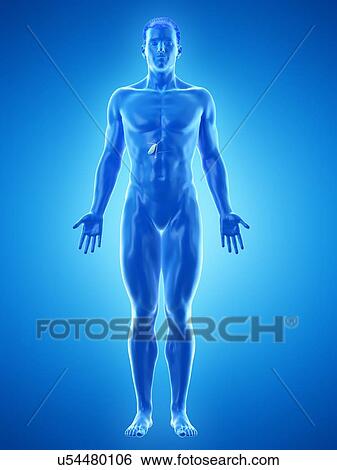 Gallbladder, computer illustration. View Large Photo Image Stock Photograph - Gallbladder, computer illustration.. Fotosearch