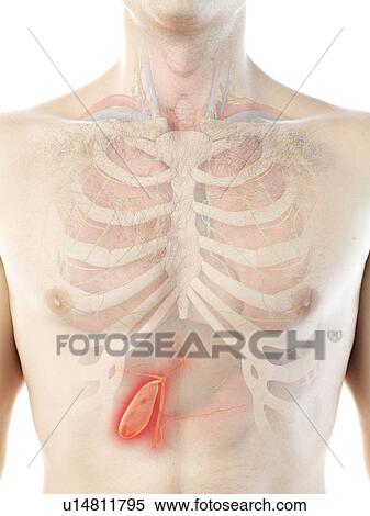 Stock Photography - Gallbladder, computer illustration.. Fotosearch