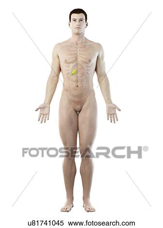 Stock Photography - Gallbladder, computer illustration.. Fotosearch