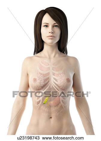 Gallbladder, illustration View Large Photo Image Stock Image - Gallbladder, illustration. Fotosearch