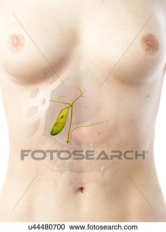 Stock Image - Gallbladder, illustration. Fotosearch
