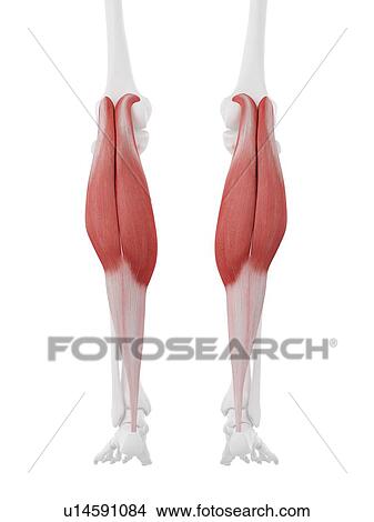 Gastrocnemius muscle, computer illustration. View Large Photo Image Picture - Gastrocnemius muscle, computer illustration.. Fotosearch