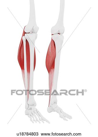 Stock Image - Gastrocnemius muscle, computer illustration.. Fotosearch