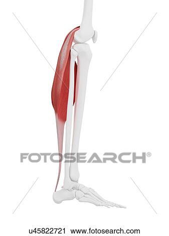 Stock Image - Gastrocnemius muscle, computer illustration.. Fotosearch