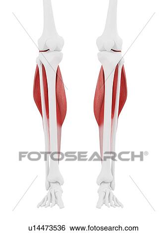 Stock Photograph - Gastrocnemius muscle, computer illustration.. Fotosearch