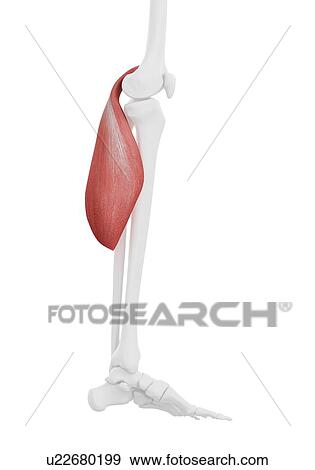 Gastrocnemius muscle, illustration View Large Photo Image Stock Photo - Gastrocnemius muscle, illustration. Fotosearch