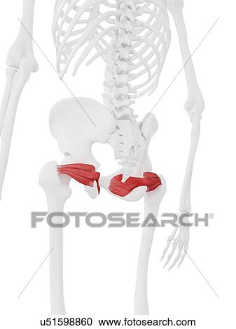 Stock Image - Gemellus muscles, computer illustration.. Fotosearch