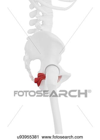Gemellus muscles, computer illustration. View Large Photo Image Stock Image - Gemellus muscles, computer illustration.. Fotosearch
