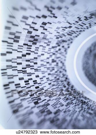 Stock Image - Genetics research. DNA (deoxyribonucleic acid) autoradiogram illustrating genetic results.. Fotosearch