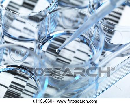 Stock Photo - Genetics research. Sample of DNA (deoxyribonucleic acid) being pipetted into a multi well plate, with a DNA sequence in the background.. Fotosearch