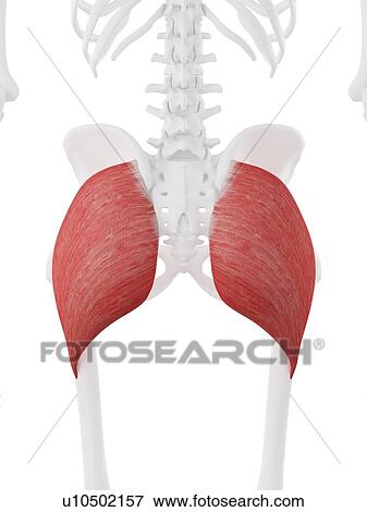 Stock Photo - Gluteus maximus muscle, computer illustration.. Fotosearch