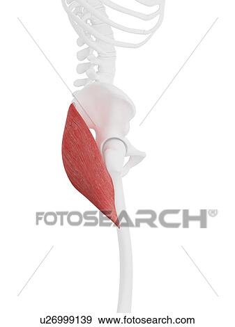 Stock Photo - Gluteus maximus muscle, computer illustration.. Fotosearch