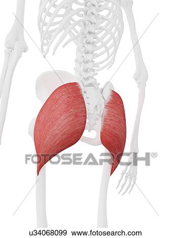 Stock Photo - Gluteus maximus muscle, computer illustration.. Fotosearch
