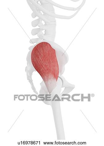 Stock Image - Gluteus medius muscle, computer illustration.. Fotosearch