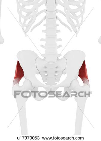 Stock Image - Gluteus medius muscle, computer illustration.. Fotosearch