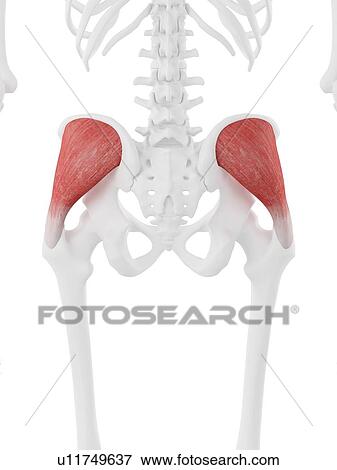Gluteus medius muscle, computer illustration. View Large Photo Image Stock Photo - Gluteus medius muscle, computer illustration.. Fotosearch
