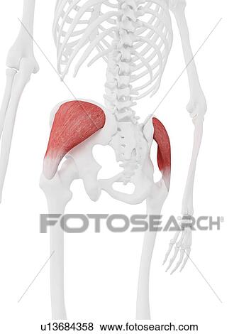 Stock Photo - Gluteus medius muscle, computer illustration.. Fotosearch