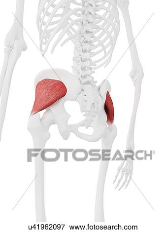 Stock Photo - Gluteus minimus muscle, computer illustration.. Fotosearch