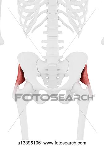 Stock Photograph - Gluteus minimus muscle, computer illustration.. Fotosearch