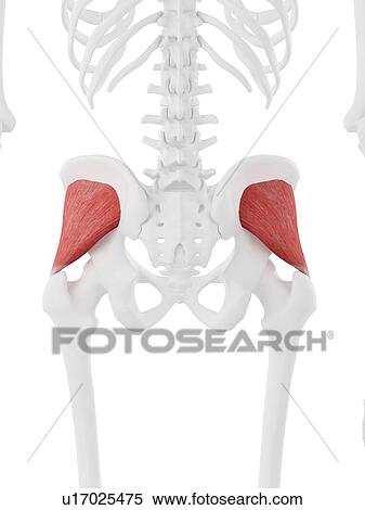 Stock Photography - Gluteus minimus muscle, computer illustration.. Fotosearch