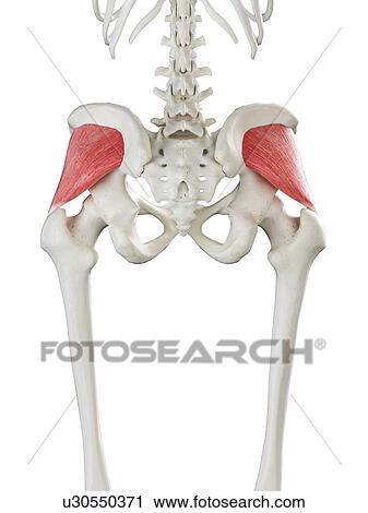 Stock Image - Gluteus minimus muscle, illustration. Fotosearch