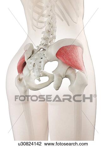 Stock Image - Gluteus minimus muscle, illustration. Fotosearch