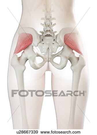Stock Photo - Gluteus minimus muscle, illustration. Fotosearch