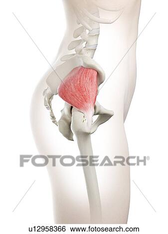 Stock Photograph - Gluteus minimus muscle, illustration. Fotosearch