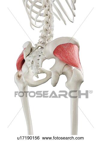 Stock Photograph - Gluteus minimus muscle, illustration. Fotosearch