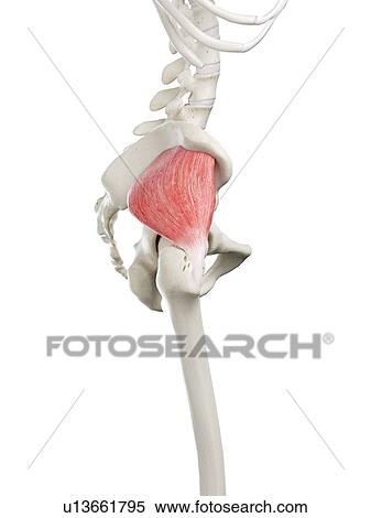Stock Photography - Gluteus minimus muscle, illustration. Fotosearch
