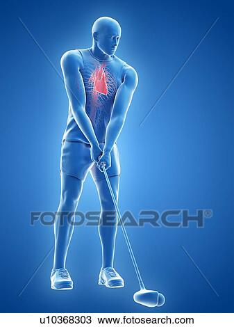 Golf player's heart, illustration View Large Photo Image Stock Image - Golf player's heart, illustration. Fotosearch