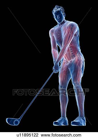 Golf player's muscles, illustration View Large Photo Image Stock Image - Golf player's muscles, illustration. Fotosearch
