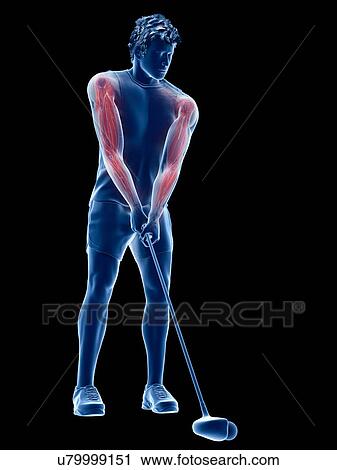 Golf player's muscles, illustration View Large Photo Image Stock Image - Golf player's muscles, illustration. Fotosearch