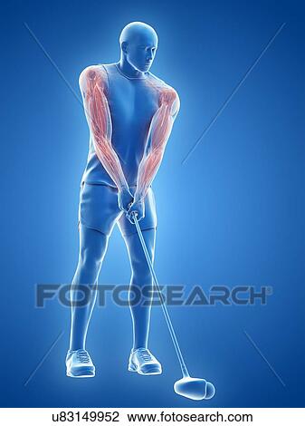 Stock Image - Golf player's muscles, illustration. Fotosearch