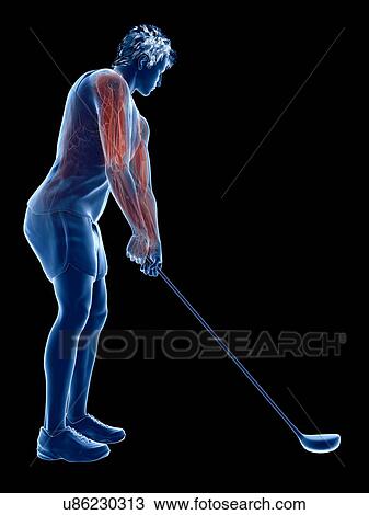 Golf player's muscles, illustration View Large Photo Image Stock Image - Golf player's muscles, illustration. Fotosearch