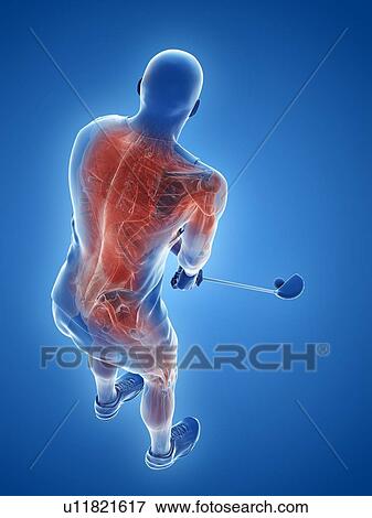 Golf player's muscles, illustration View Large Photo Image Stock Photo - Golf player's muscles, illustration. Fotosearch